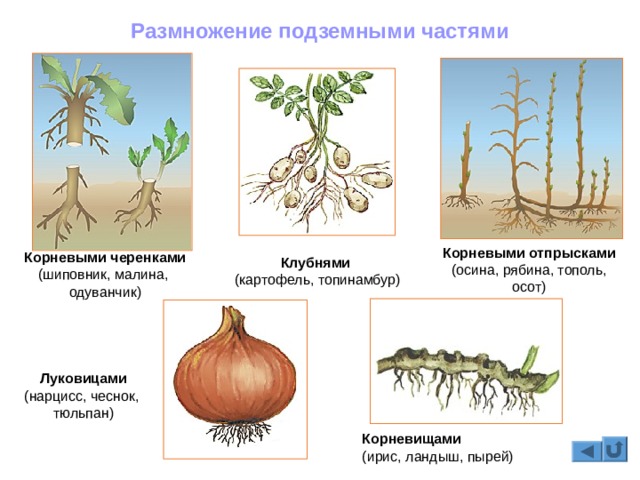 Кракен ссылка kraken